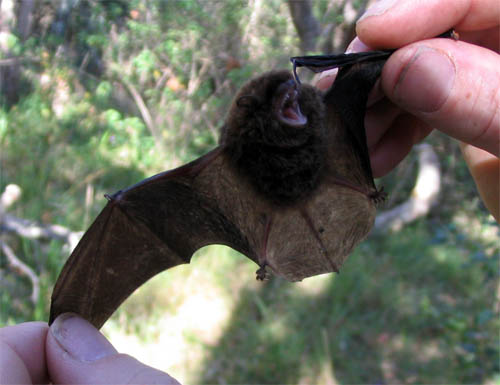 Identification of a Microbat